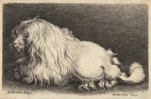 Wenceslas Hollar, "A poodle, after Matham," 1649