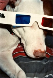 "Dog with 3D glasses," photographer unknown, no date. Collection of A. D. Coleman.