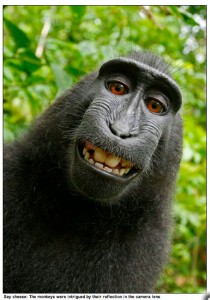 Macaque self-portrait, Indonesia, 2011, as captioned by the London Daily Mail.