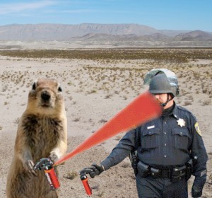 "Anonymous the Squirrel vs. Lt. John Pike," photocollage by A. D. Coleman, 2011. Based on a photo by Louise Macabitas.