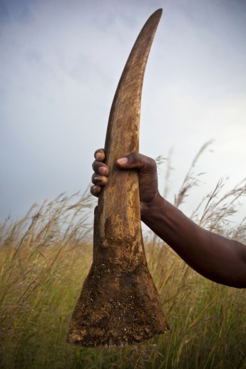 Brent Stirton, rhino horn, 2011. Photo © copyright 2011 by Brent Stirton.