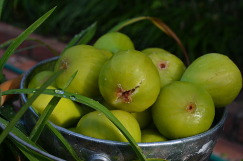 Bucket of figs. Photo © copyright 2013 by Anna Lung.