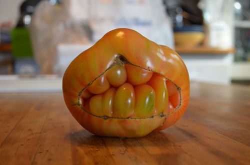 Catfaced tomato (Cheshire variety). Photo © copyright 2013 by Anna Lung.