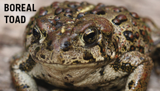 Boreal toad photo courtesy Flickr/Creative Commons, J. N. Stuart