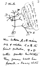 Charles Darwin's evolutionary tree, sketch, 1837