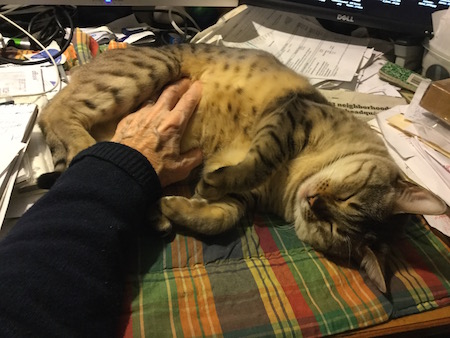 Billie asleep on Allan's desk, December 2017.