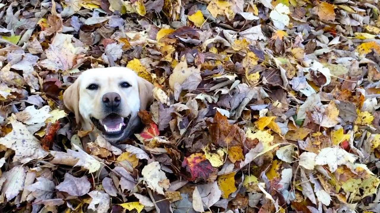 Stella the Leaping Lab (screenshot)