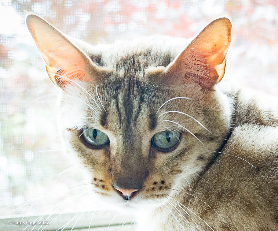 Billie in 2012. Photo by Harris Fogel.