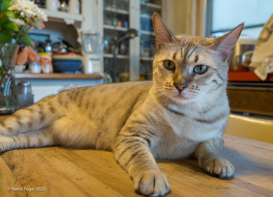 Billie on the kitchen table. Photo by Harris Fogel.
