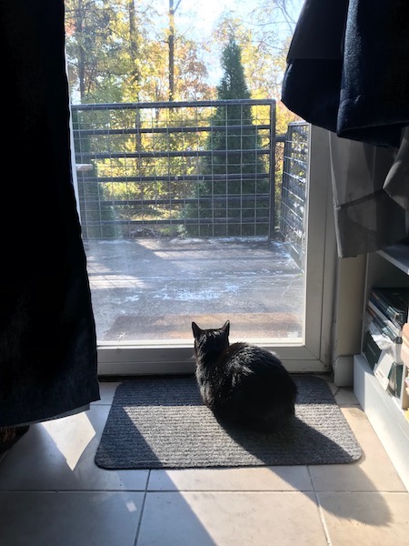 Mini watching birds, Stone Ridge, NY, 10-22-22