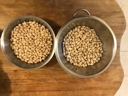 Ginkgo seeds, harvested November 2022