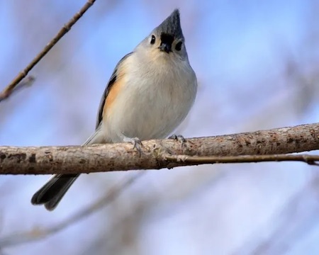 Tufted titmouse