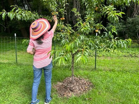 Anna picking peaches, July 24, 2023