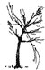 Drawing of pine tree